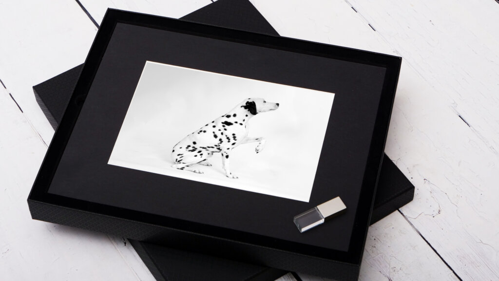 Photographe canin rouen studio